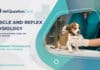 Muscle and Reflex Veterinary Physiology MCQs With Explanation